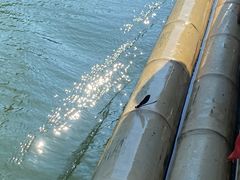 -九曲溪竹筏码头