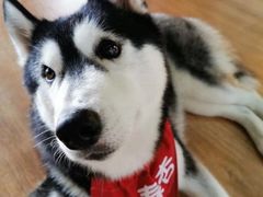 -Husky Go! 哈士奇体验馆·宠物咖啡厅狗咖