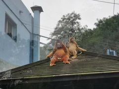 -大连森林动物园