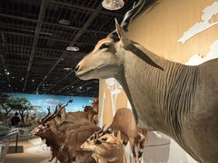 -陕西自然博物馆