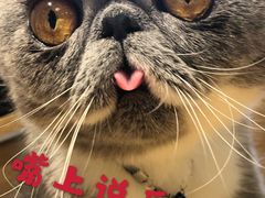 -啵啵喵·猫咖(攀华国际店)