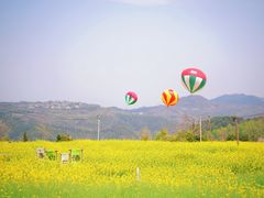 -桑洲油菜花景区