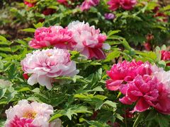 -洛阳市隋唐城遗址植物园