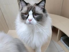 -鼓捣猫呢主题猫咖店