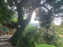 -杨家堂村