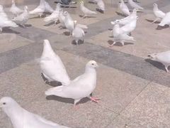 -王府井奥莱棋盘山小镇