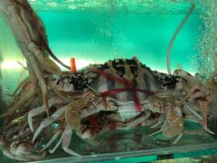 -琼大师东方烤乳猪(亚特兰蒂斯店)