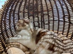 -藏猫猫咖啡主题馆(中央大道店)