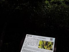 -大亚湾红树林城市湿地公园