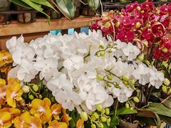 -双季花艺园艺市场(浦东店)