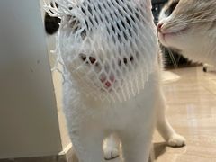 -哆趣宠物医院·眼科·内镜·急重症转诊中心(上海店)