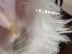 -创凡宠物医院·骨专科  猫科中心(西乡分院)