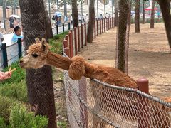 -大连森林动物园