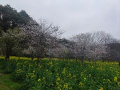 -苏州上方山国家森林公园