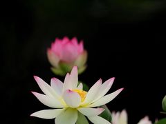-成都市文化公园