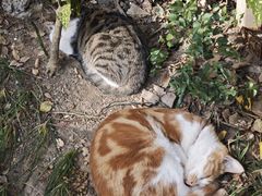 -狼山风景名胜区