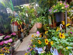 -循礼门鲜花花市(武汉循礼门店)