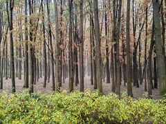 -上海共青森林公园