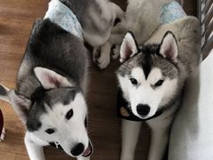 -Husky Go! 哈士奇体验馆·宠物咖啡厅狗咖