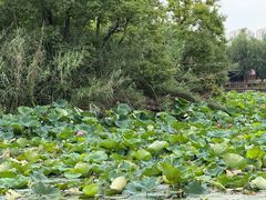 -艾溪湖湿地公园