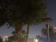 -神仙树公园