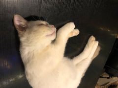 -猫小院猫主题咖啡厅(北锣店)