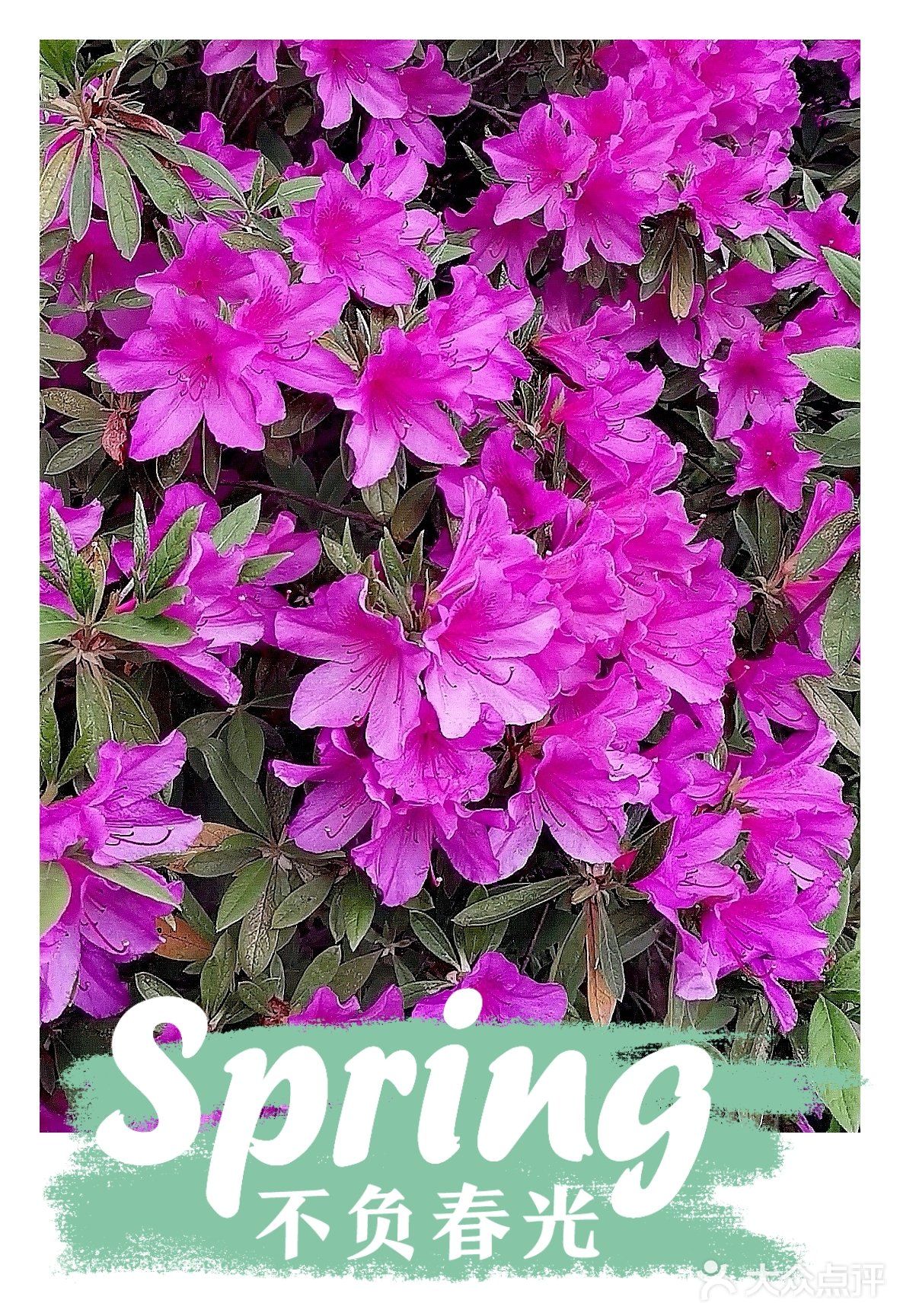 金陵花事||大行宫市民广场.杜鹃花