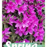 金陵花事||大行宫市民广场.杜鹃花