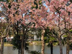 -新江湾城公园
