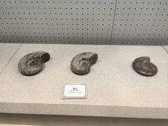 -辽宁古生物博物馆