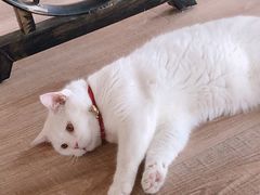 -猫的茶·猫咖