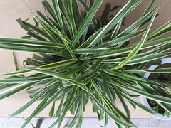 -西岭雪山大飞水景区