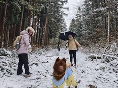 -武陵山森林公园