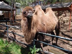 -大连森林动物园