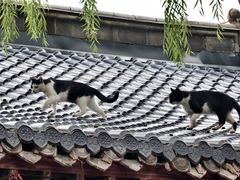 -暖泉古镇