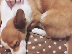 -more than meow吴止猫主题餐厅(承德 中船汇店)