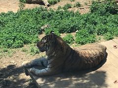 -大连森林动物园