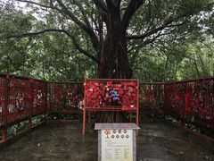 -鼎湖山风景区