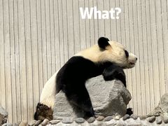 -卧龙中华大熊猫苑神树坪基地