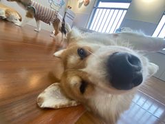 -汪说·狗咖·拼豆·宠物周边DIY(旺城大厦店)