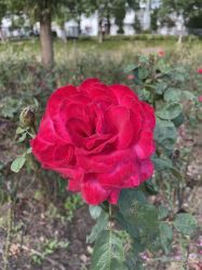-龙文宝贝上门婴儿理发满月剃胎毛(普陀店)