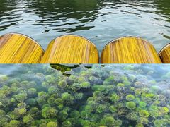 -靖西鹅泉风景区