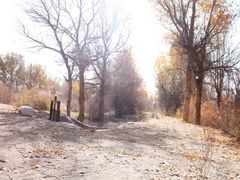 -金塔沙漠胡杨林景区