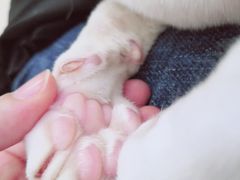 -飞行喵MR PILOT|猫舍·猫咖(静安大融城店)