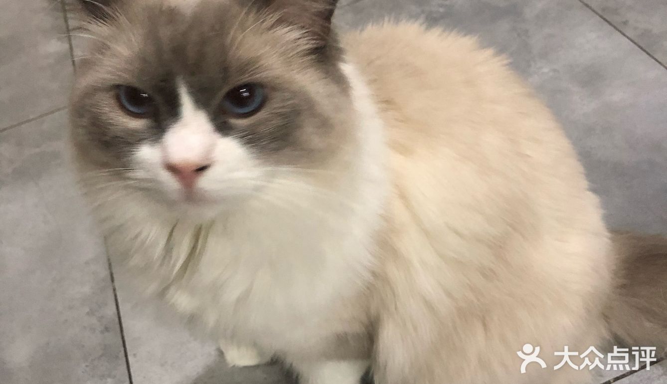 猫猫比以前更多了，鸡块还是老味道