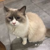 猫猫比以前更多了，鸡块还是老味道