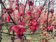 -蜀冈西峰生态公园