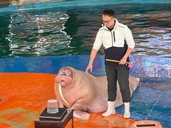 -海合安武汉极地海洋公园