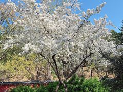 -泰山风景名胜区-普照寺