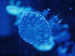 -重庆欢乐海底世界